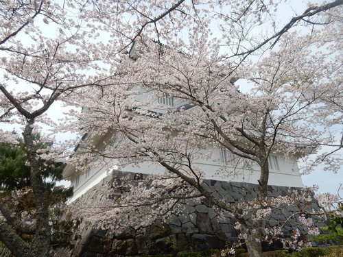 ’１６，４，７（木）大多喜城の桜を見にいったYO!_f0060461_7455197.jpg