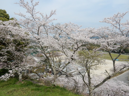 ’１６，４，７（木）大多喜城の桜を見にいったYO!_f0060461_7473239.jpg