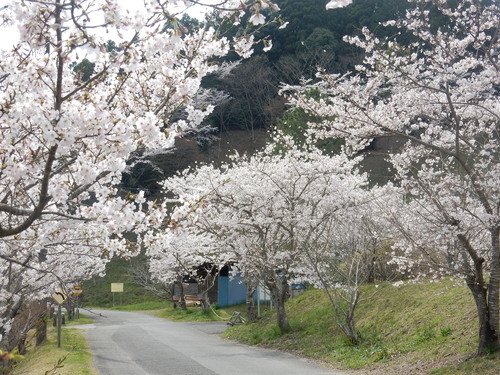 ’16,4,7(木)大多喜城の桜を見にいったYO!_f0060461_891497.jpg