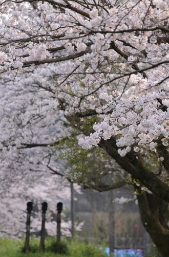 近くに咲く穴場の桜・・・・・・・・・・♪_c0186463_125159.jpg