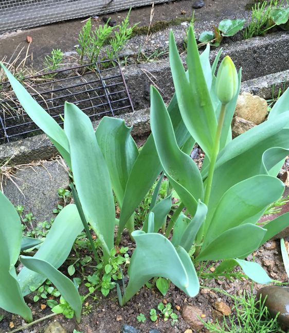 片葉のチューリップの花 けせらせら