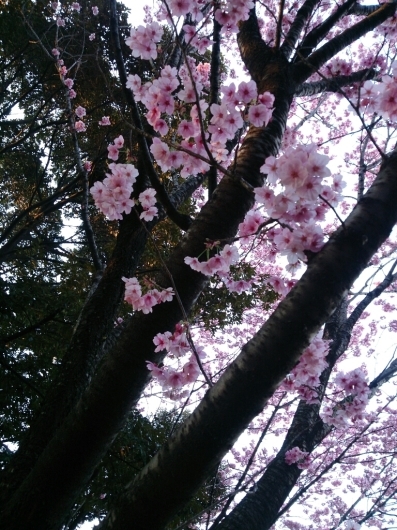 ご近所の桜！_b0223370_17214611.jpg