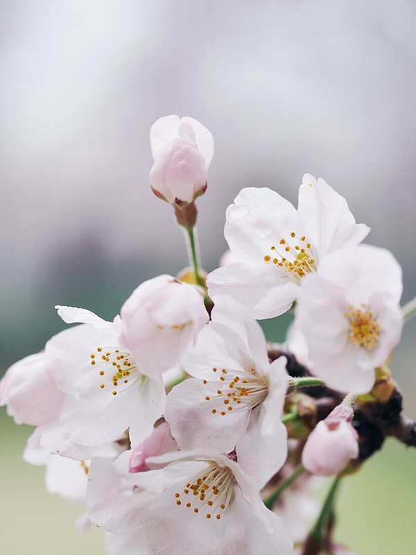 近所の桜　2016　その３_a0330871_15174834.jpg