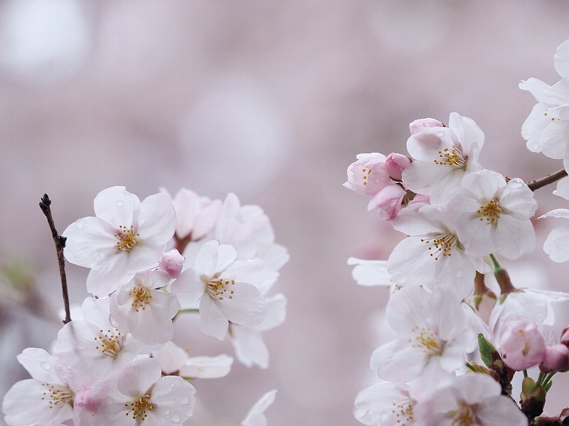 近所の桜　2016　その３_a0330871_15174859.jpg