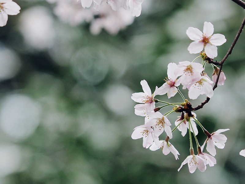 近所の桜　2016　その３_a0330871_15174891.jpg