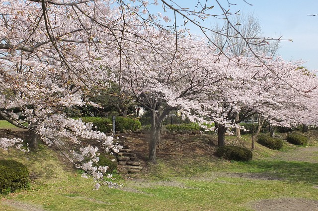 ■　満開の桜　　　16.4.7_e0339873_17522738.jpg