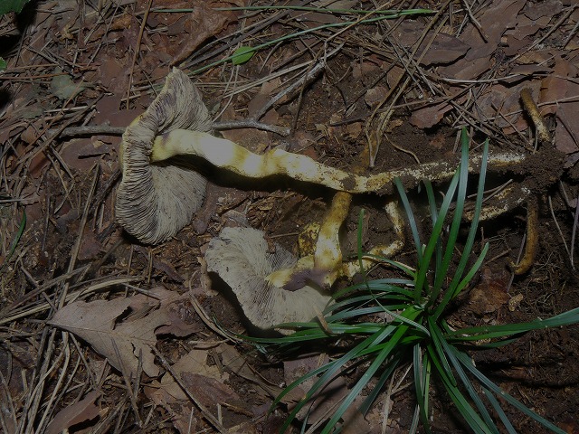 d0019074_77218.jpg