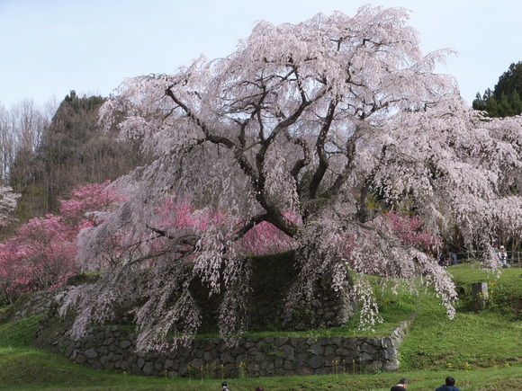 又兵衛桜_d0095876_813472.jpg