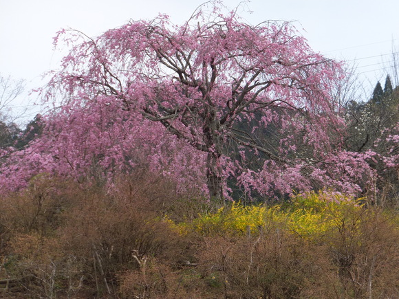 滝谷菖蒲園_d0095876_8191877.jpg