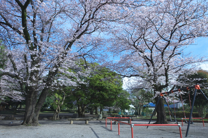 青空と桜。。。♪♪_d0181177_7194834.jpg