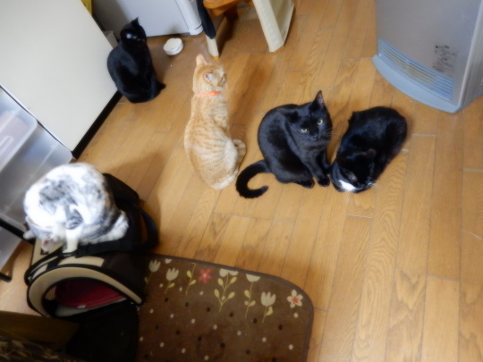 栗ちゃんレポート(12)_e0355177_15334831.jpg