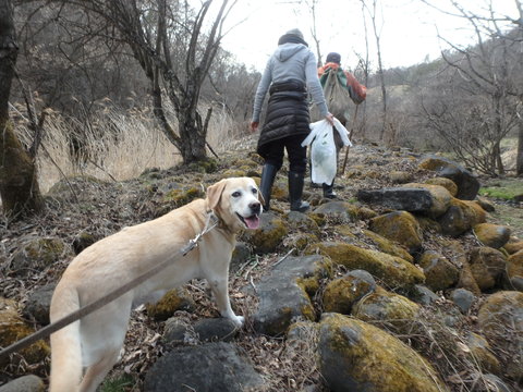 自生のセリとワサビ_f0052277_1151056.jpg