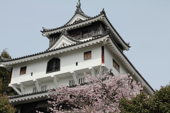 岩国城の桜はすばらしい・・・_c0216579_1845471.jpg
