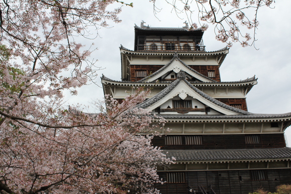 岩国城の桜はすばらしい・・・_c0216579_1871897.jpg