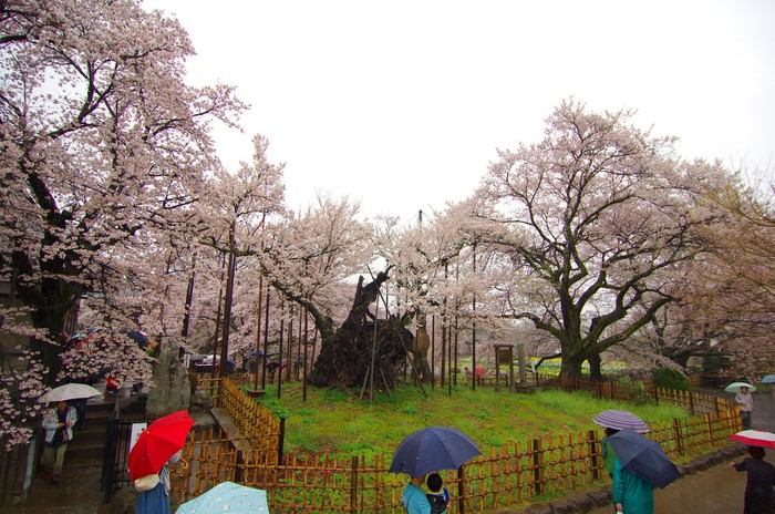 山梨の桜_d0130980_21314454.jpg