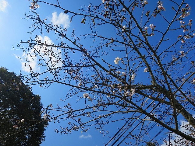 熊野古道・紀伊路　川端王子～伊太祁曾神社までー２_b0326483_15570327.jpg