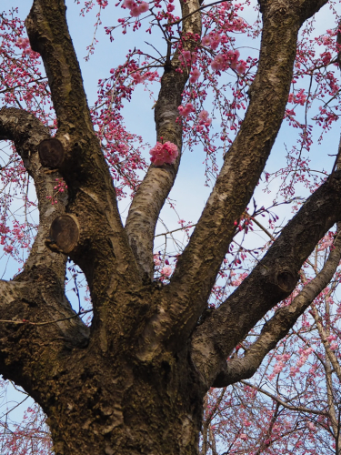 千路の桜_f0357183_15112371.jpg