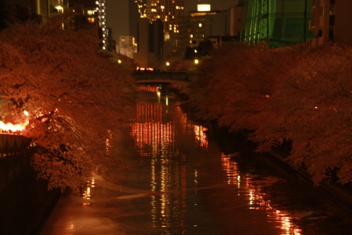 目黒川の桜_b0207284_638548.jpg