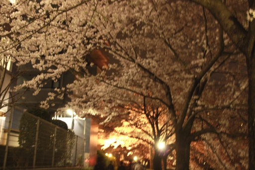 目黒川の桜_b0207284_6412227.jpg