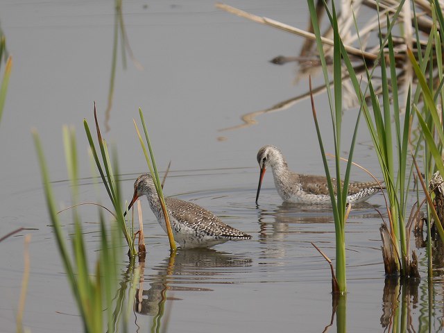 絶滅危惧種　ツルシギ（冬羽）　（初見）_d0088184_18300911.jpg