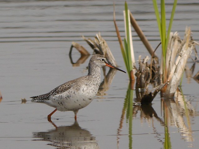 絶滅危惧種　ツルシギ（冬羽）　（初見）_d0088184_18393019.jpg