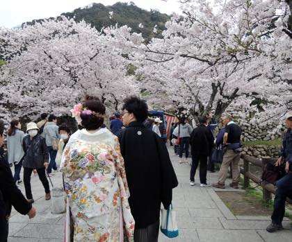 先日の婚礼写真は桜満開の久松公園で......今日みたいな....._b0194185_22574855.jpg