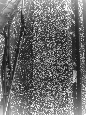 e0061785_19401084.jpg