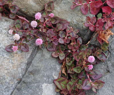 花と山野草/裏高尾(3月)_b0123486_14391819.jpg