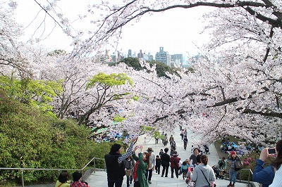 桜　満開　西公園へ_d0156186_7485514.jpg