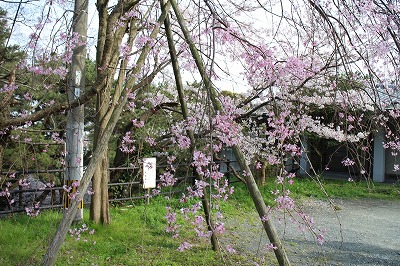 桜　満開　西公園へ_d0156186_821942.jpg