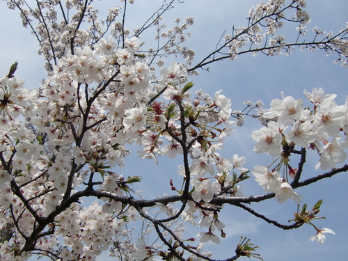 桜の季節になりました！_b0263390_14362150.jpg