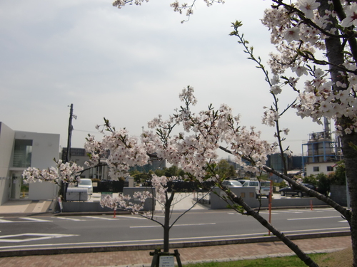 桜の季節になりました!_b0263390_14455241.jpg