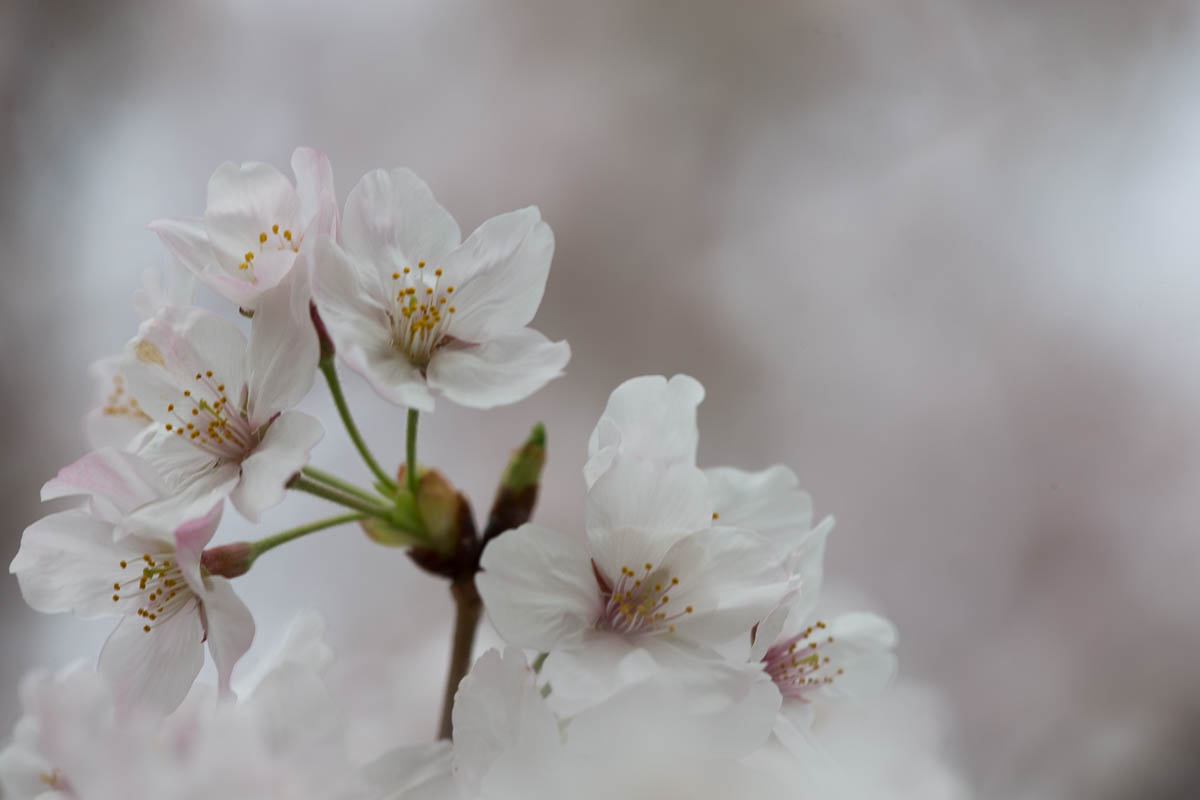 公園の桜　後編_c0298391_19521462.jpg