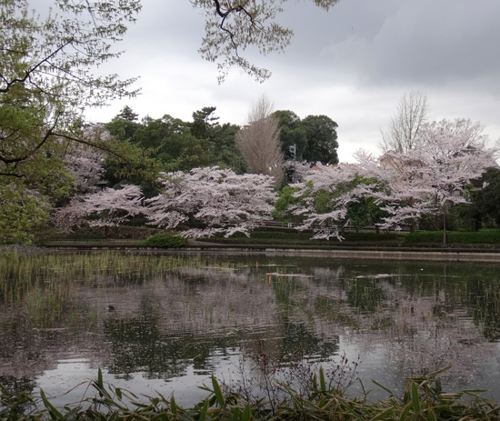 のんびり?駆け足? 高崎線で桜の小旅行1 熊谷桜堤&大宮公園_a0136293_19254746.jpg