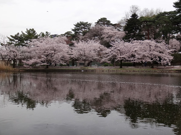 のんびり?駆け足? 高崎線で桜の小旅行1 熊谷桜堤&大宮公園_a0136293_19255815.jpg