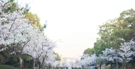 さくら_d0249193_1829059.jpg