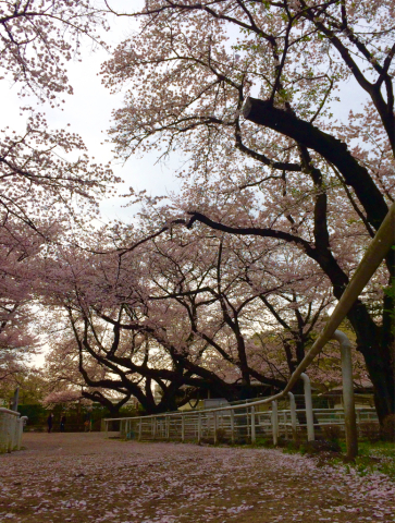 桜散歩_a0237294_09160200.jpg