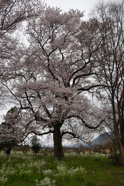 花めぐり♪_b0067694_10145039.jpg