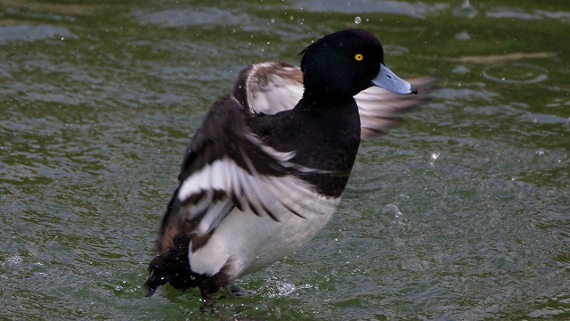 生き物の舞_d0179594_1657524.jpg