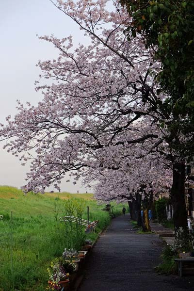 桜の散歩道_d0256494_05504486.jpg