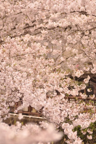 目黒川の桜_e0205297_18021729.jpg