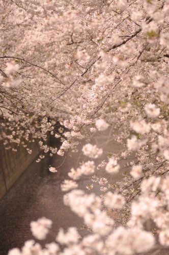 目黒川の桜_e0205297_18032200.jpg