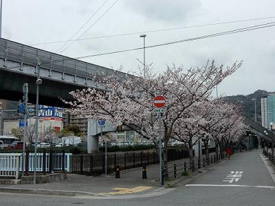 神戸の桜2016　生田川の桜　JR高架付近_b0051598_21375296.jpg