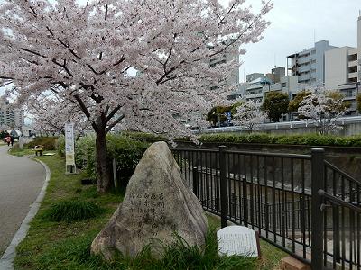 神戸の桜2016　生田川の桜　JR高架付近_b0051598_2138969.jpg