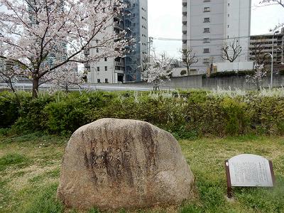 神戸の桜2016　生田川の桜　JR高架付近_b0051598_21392893.jpg