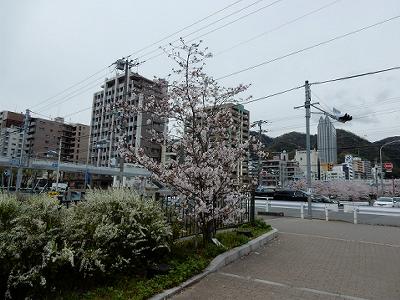 神戸の桜2016　生田川の桜　JR高架付近_b0051598_21413236.jpg