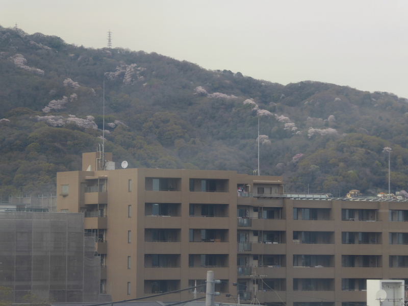 喇叭水仙・水芭蕉・猩々袴・土佐水木・毛州浜草・片栗・山延胡索・保久良から薬大尾根_d0261298_053559.jpg