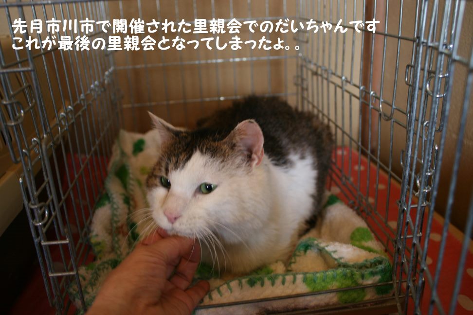 だいふく君は我が家の子として_f0242002_22213533.jpg
