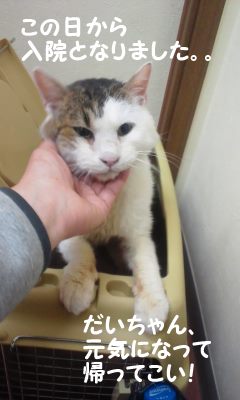 だいふく君は我が家の子として_f0242002_2295087.jpg