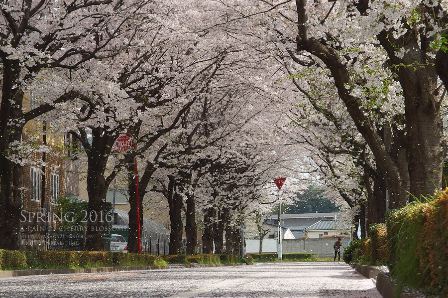 2016 a rain of cherry blossom_b0136403_01160688.jpg